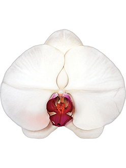 Chic Orchard Temporary Tattoo By Marc Quinn