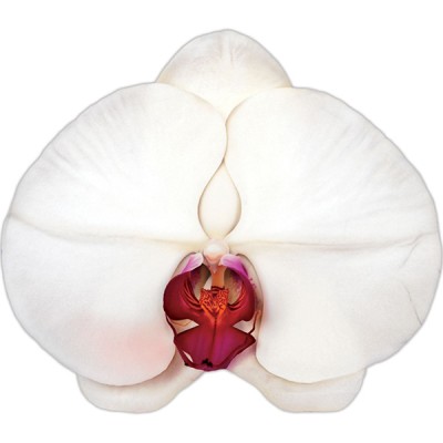 Chic Orchard Temporary Tattoo By Marc Quinn