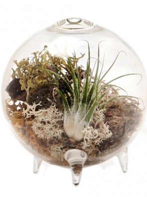 Terrarium Vase - Chive Designs